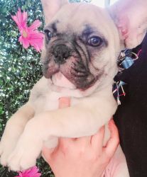 Frenchie Puppies Available