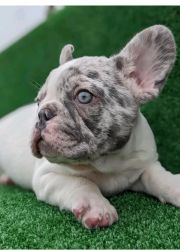 French bulldog for adoption