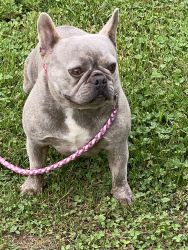 French bull dog female 2 years old spaded