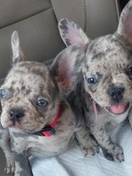 Akc Merle Frenchie Puppies For Sale