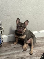 Lovely frenchies for rehoming