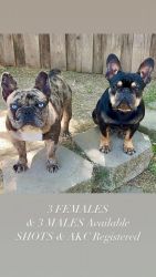 Lovely frenchies for rehoming