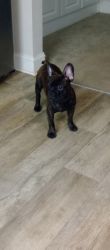 AKC 4 1/2 month old Brindle Frenchie
