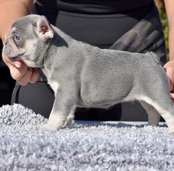 Frenchies puppies available