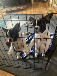 frenchie pups