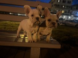Jersey Shore Frenchies