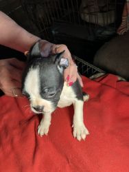 Frenchtons For Sale