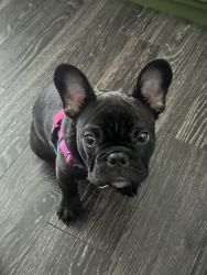 Frenchie puppy (male)