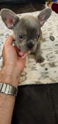 French Bulldog Puppies Ready to goto their New Home