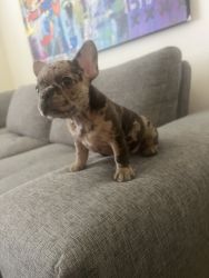 French bulldogs 8weeks