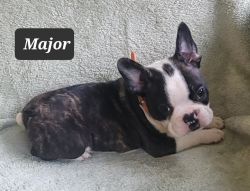 Beautiful Brindle Frenchton Male Puppy