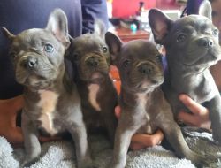 Frenchie pups