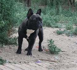 Russian Import Female Frenchie