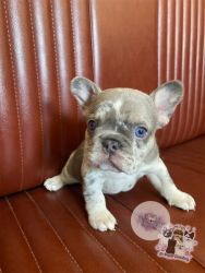 Blue Merle French Bulldog Puppy
