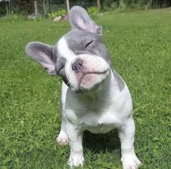 French Bulldog puppies male and female