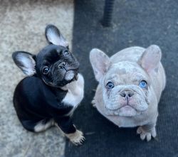 Top shelf frenchies . We go all in on ever puppy