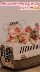 High quality AKC registered French bulldog puppies