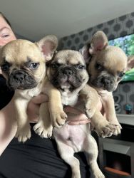 French bull dogs (puppies) Reduced