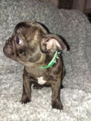 SOLD Price reduced French Bulldog
