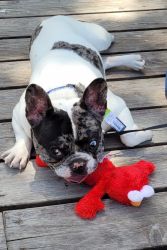 19 mos old intact male Frenchie