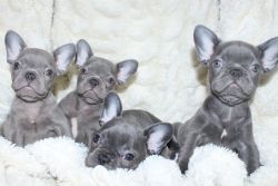 Micro French pups for sale