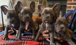 Frenchie pups (Financing available)