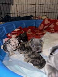 Frenchies For Sale 2 Females 3 Males