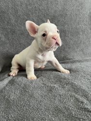 French Bulldog puppies available