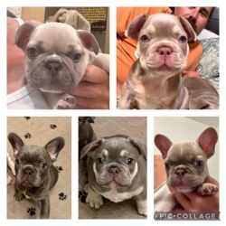 Texas Royalty Frenchies