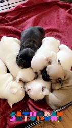 French Bulldogs for Re-home