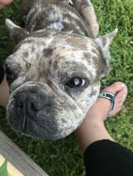 AKC registered 2 year old French Bulldog