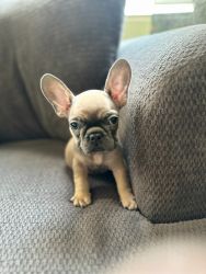 Adorable Frenchie Puppies