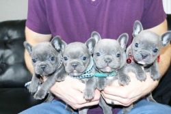 French Bulldog puppies available now