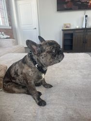 For sale male frenchy