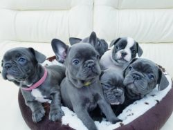 Blue French Bulldog puppies