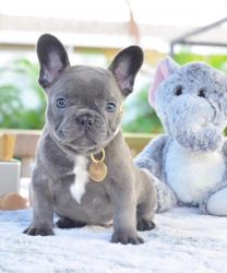 Two Healthy French Bulldog Puppies For Re-homing.