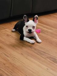 Frenchton looking for forever home