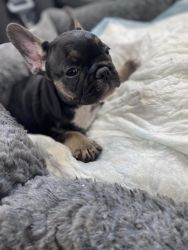 10wk old male French Bulldog for sale