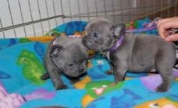 Blue French Bulldog puppies ready for their new home.
