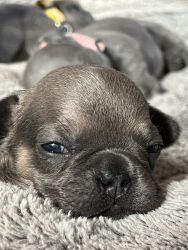 Cute little frenchies for sale