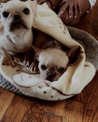 Frenchies for Sale