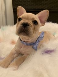 French Bulldog puppies for sale! Carrie’s fluffy!