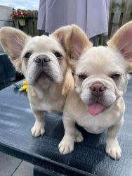 Fluffy french bulldog puppies for sale