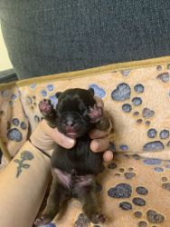 Frenchies for sale!!