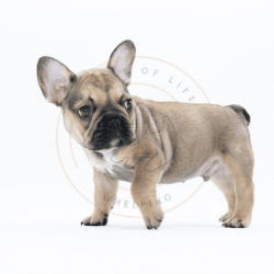 MALE FAWN FRENCHIE