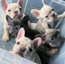 Fun to be with French Bulldog Puppies for Sale.