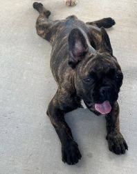 5 Month Old French Bulldog