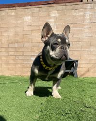 Male French Bulldog (carries Isabella)