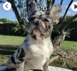 FRENCHIE (MALE-BLUE MERLE)