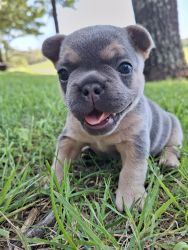 Country Frenchies AKC